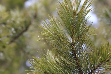 Yağmur damlaları çam dalı