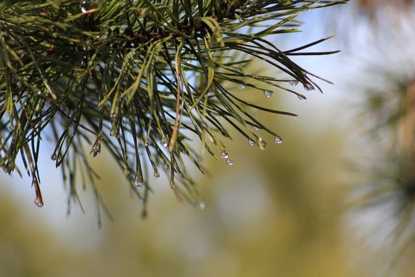 Gotas de chuva no ramo do pinheiro — Fotografia de Stock