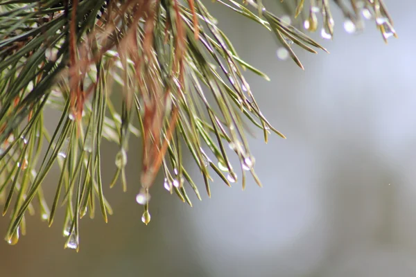 Gotas de chuva no ramo do pinheiro — Fotografia de Stock