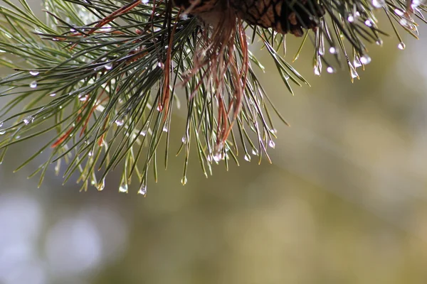 Gotas de chuva no ramo do pinheiro — Fotografia de Stock