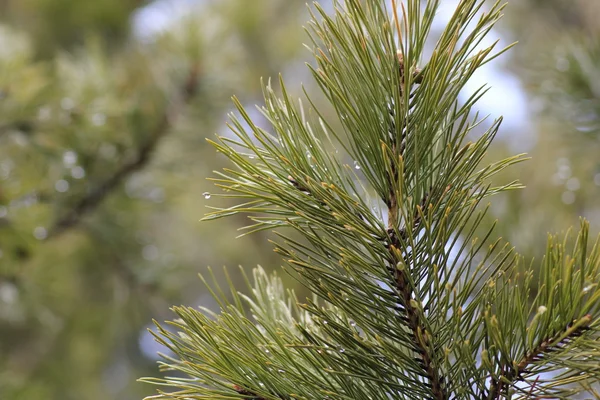 Yağmur damlaları çam dalı