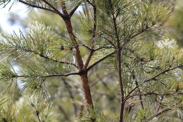 Krople deszczu na Pine Oddział — Zdjęcie stockowe