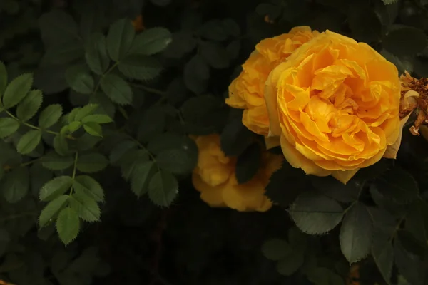 黄色いバラの花ブッシュ ブライヤー — ストック写真