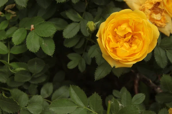 黄色いバラの花ブッシュ ブライヤー — ストック写真