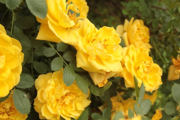 布什布里亚黄玫瑰花 — 图库照片#