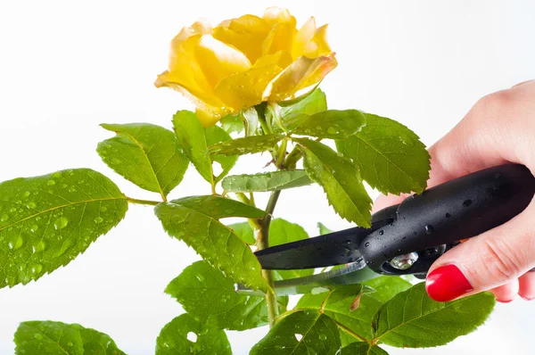 Tagliare un giallastro è salito a mano — Foto Stock