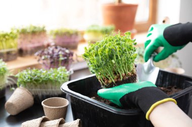 Organik çiğ yiyecekler. Elinde toprak kökleri ve elinde lahanaları olan bezelye tutan kadınlar. Pencere kenarında kazıyorlar. Evde bahçe işleri konsepti..
