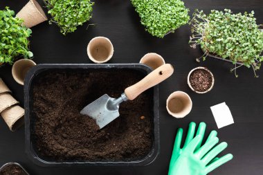 Evde bahçecilik kavramında, farklı mikroyeşilliklere sahip bir masada toprak tohumu. Evde hobiler.