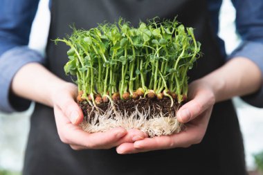 El ele tutuşan kadınlar bezelyeler, filizler ve görünür kökler. Sağlıklı süper yemek yeme konsepti.