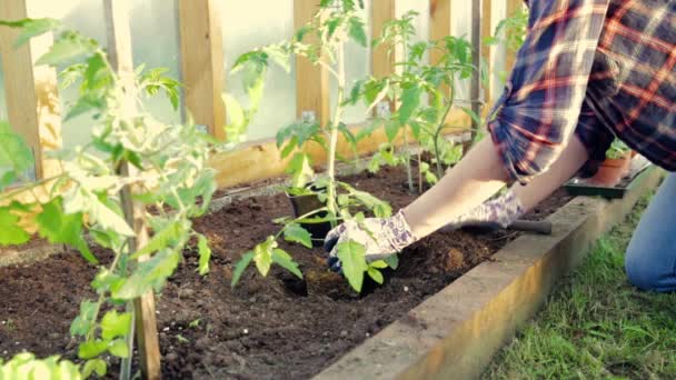 Manos Mujer Plantando Plántulas Tomate Invernadero Jardinería Orgánica Concepto Crecimiento — Vídeo de stock