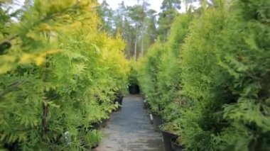 Ağaç bahçesi fidanlığındaki kozalaklı ağaçlar. Bitki yetiştirme yerindeki Thuja ağaçları