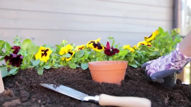 Trädgårdsmästare Händer Plantera Blommor Kruka Med Smuts Eller Jord Trädgårdskoncept — Stockvideo