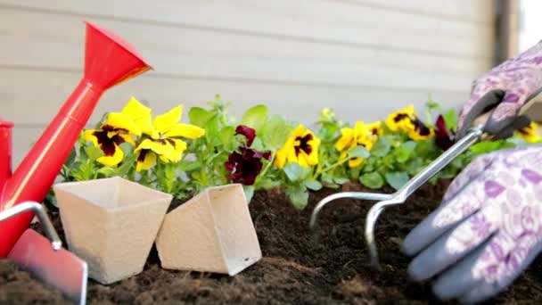 园丁用手把花插在有泥土或泥土的盆子里 园艺概念 — 图库视频影像