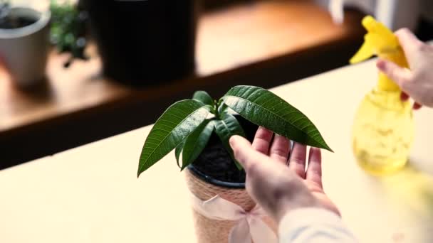 Belle Femme Foyer Prenant Soin Des Plantes Par Arrosage Nettoyage — Video