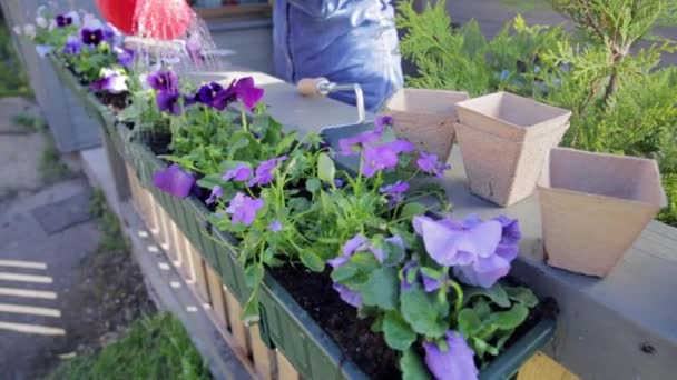 Mujer Regando Flores Jardín Balcón Ciudad Concepto Jardinería Urbana — Vídeos de Stock
