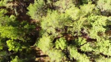 Hava aracı ormanın üzerinden geçti. Bahar ormanı hava manzarası