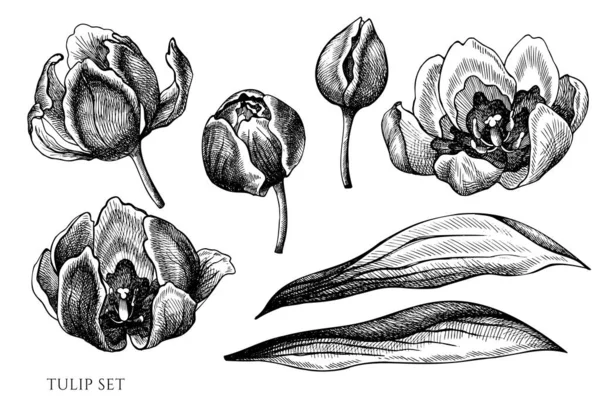 검고 흰 튤립을 그린 반사기 세트 — 스톡 벡터