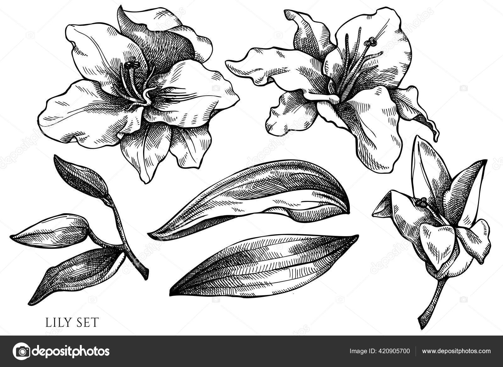 Download Gambar Bunga Lili Hitam Putih Gambar Phone Tips