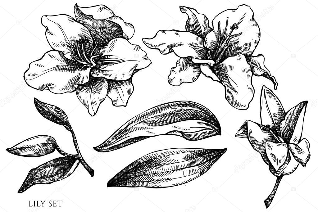 Vector set of hand drawn black and white lily