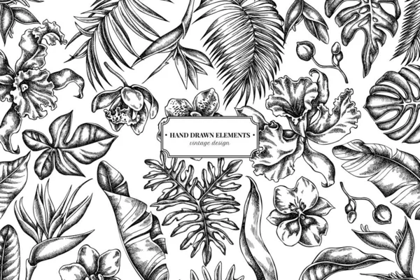 Conception florale avec monstère noire et blanche, feuilles de palmier bananier, strelitzia, héliconie, feuilles de palmier tropical, orchidée — Image vectorielle