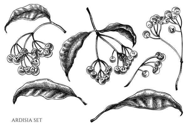 Conjunto vectorial de ardisia dibujada a mano en blanco y negro — Archivo Imágenes Vectoriales