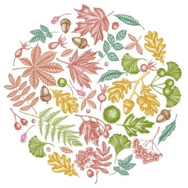 Pastel eğreltiotu, köpek gülü, rowan, ginkgo, akçaağaç, meşe, at kestanesi, kestane, dikenli