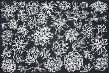 Elle çizilmiş tebeşir seti sulu echeveria, sulu echeveria, sulu