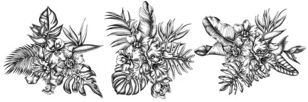 花束,黑白相间,香蕉棕榈叶,紫锥菊,芙蓉,热带棕榈叶,兰花 — 图库矢量图片