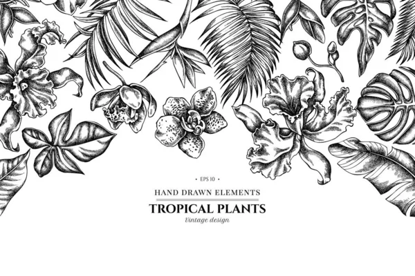 Bloemen met zwart-wit monstera, bananenpalmbladeren, strelitzia, heliconia, tropische palmbladeren, orchidee — Stockvector