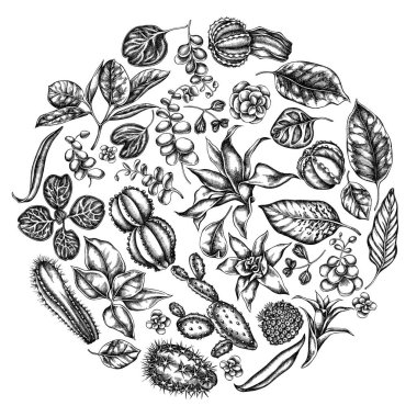 Yuvarlak çiçek desenli siyah beyaz incir, iresine, kalanchoe, calathea, guzmania, kaktüs