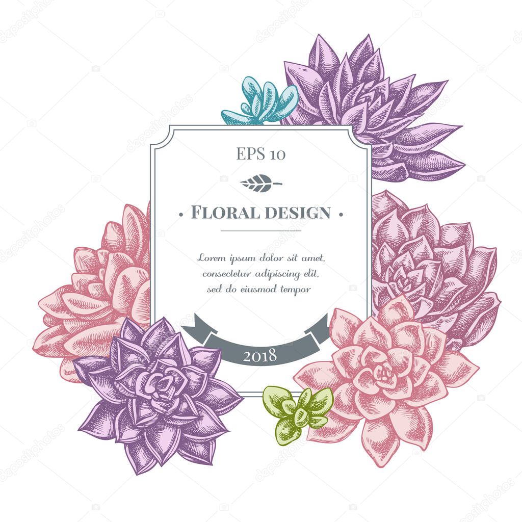 Badge design with pastel succulent echeveria, succulent echeveria, succulent stock illustration