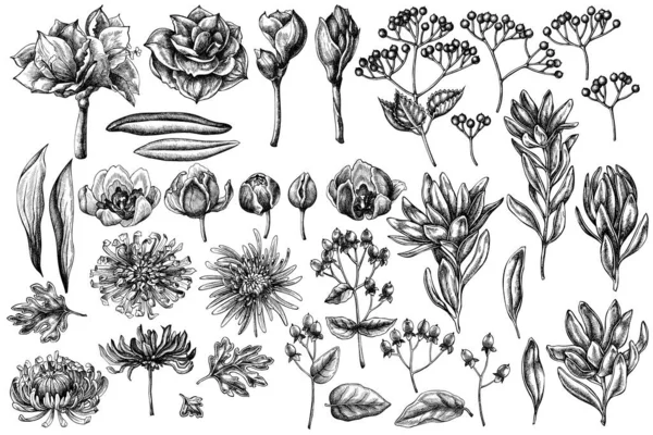 Conjunto vectorial de viburno blanco y negro dibujado a mano, hipericum, tulipán, astro, leucadendro, amarilis — Archivo Imágenes Vectoriales