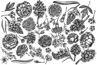 Siyah beyaz şakayık, karanfil, ranunculus, balmumu çiçeği, ornithogalum, sümbül.