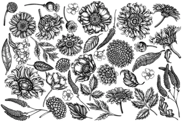 Conjunto vectorial de flor de amapola dibujada a mano en blanco y negro, gerbera, girasol, algodoncillo, dalia, verónica — Archivo Imágenes Vectoriales