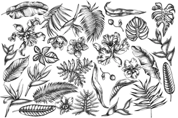 Vector set of hand drawn black and white monstera, banana palm leaves, strelitzia, heliconia, tropical palm leaves, orchid — Stock Vector