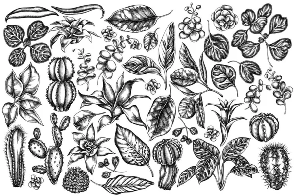 Conjunto vectorial de ficus dibujado a mano en blanco y negro, iresina, kalanchoe, calatea, guzmania, cactus — Archivo Imágenes Vectoriales