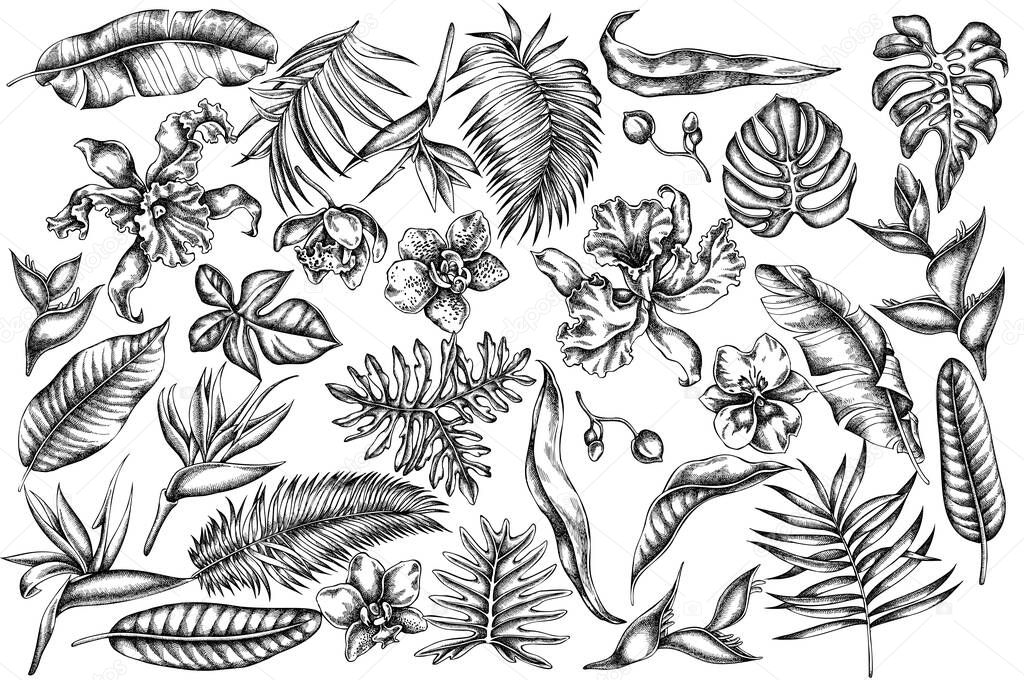 Vector set of hand drawn black and white monstera, banana palm leaves, strelitzia, heliconia, tropical palm leaves, orchid