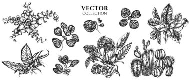 Siyah beyaz çiçek buketi, iresine, kalanchoe, calathea, guzmania, kaktüs