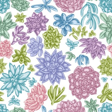 Kusursuz desenli, elle çizilmiş pastel sulu, sulu echeveria, sulu echeveria.