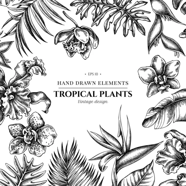 Diseño floral con monstera blanco y negro, hojas de palma de plátano, strelitzia, heliconia, hojas de palma tropical, orquídea — Vector de stock