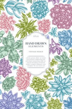 Pastel sulu echeveria, sulu echeveria, sulu