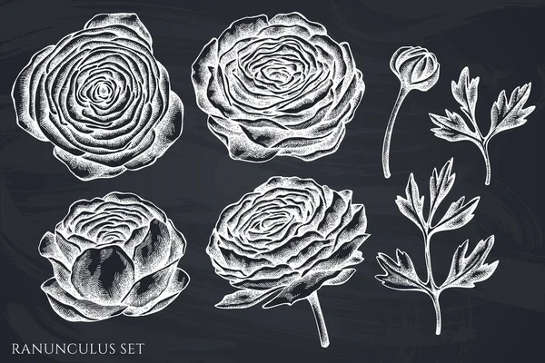 Kézzel húzott kréta ranunculus vektorkészlet — Stock Vector