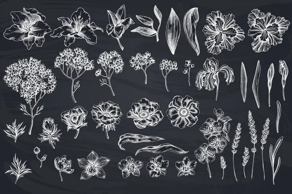 Conjunto vetorial de giz desenhado à mão anêmona, lavanda, alecrim eterno, falaenopsis, lírio, íris — Vetor de Stock