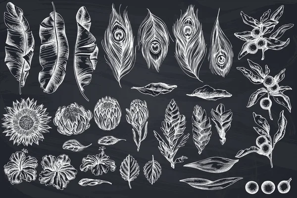 Vector set of hand drawn chalk banana palm leaves, hibiscus, solanum, bromeliad, peacock feathers, protea — Stock Vector