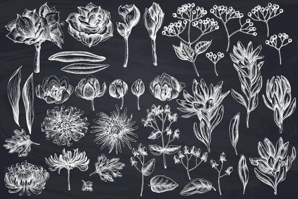 Zestaw wektorowy ręcznie rysowanej kredy viburnum, hypericum, tulipan, aster, leucadendron, amaryllis — Wektor stockowy