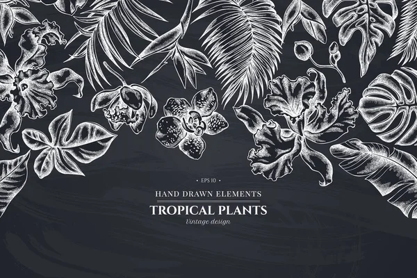 Diseño floral con tiza monstera, hojas de palma de plátano, strelitzia, heliconia, hojas de palma tropical, orquídea — Vector de stock