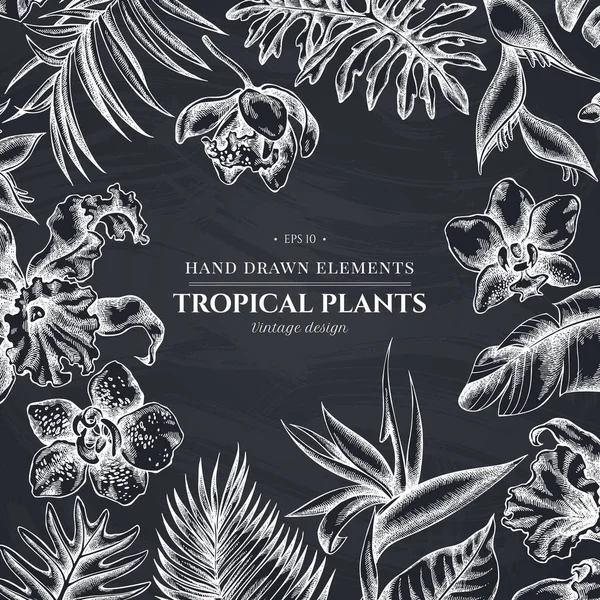 Diseño floral con tiza monstera, hojas de palma de plátano, strelitzia, heliconia, hojas de palma tropical, orquídea — Vector de stock