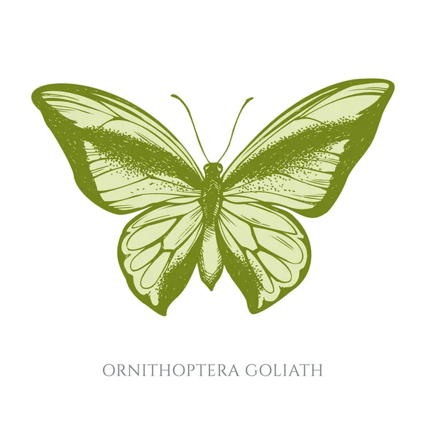 Conjunto vectorial de mariposa de cola de golondrina pastel dibujada a mano — Vector de stock