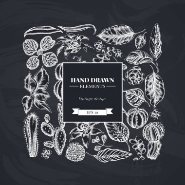 Tebeşir, iresine, kalanchoe, calathea, guzmania, kaktüs içeren kare çiçek deseni.