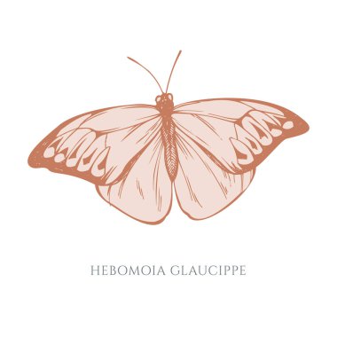 Pastel çizilmiş vektör seti Turuncu uçlu harika